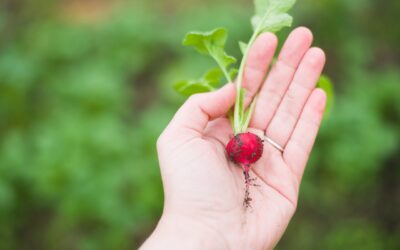 Ajuts a joves agricultors per a la creació i millora d’empreses agràries